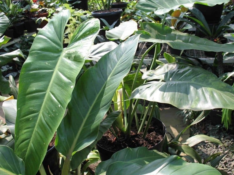 ▷ Philodendron Micans - EVERYTHING you need to know to keep it thriving!  The Growing Plants