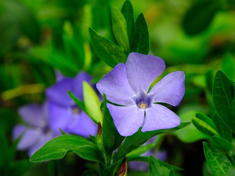 1.38-Pint Punch Periwinkle Plant-9019 - The Home Depot