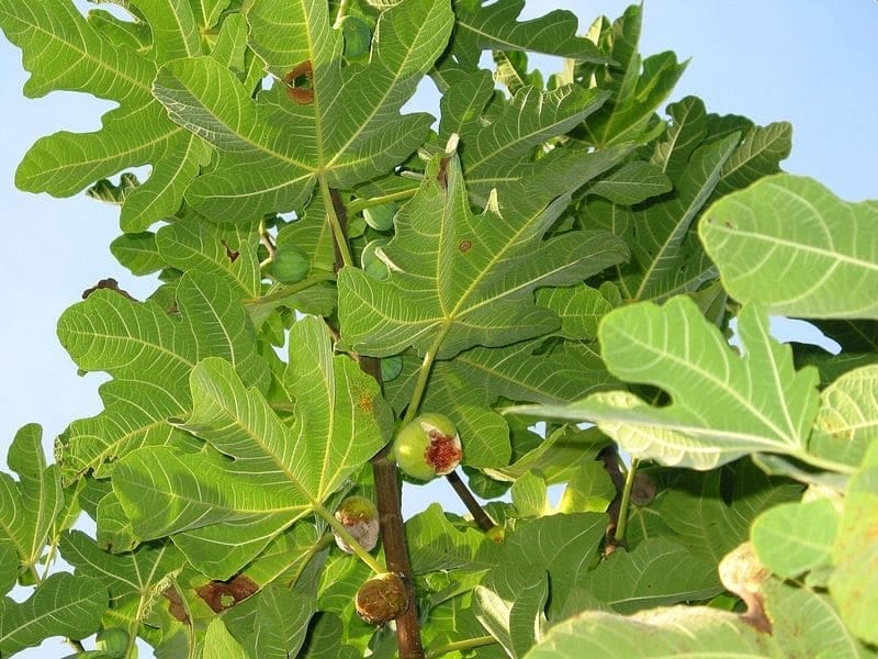 1) Common Fig-Ficus Carica - Royal Plant Scape