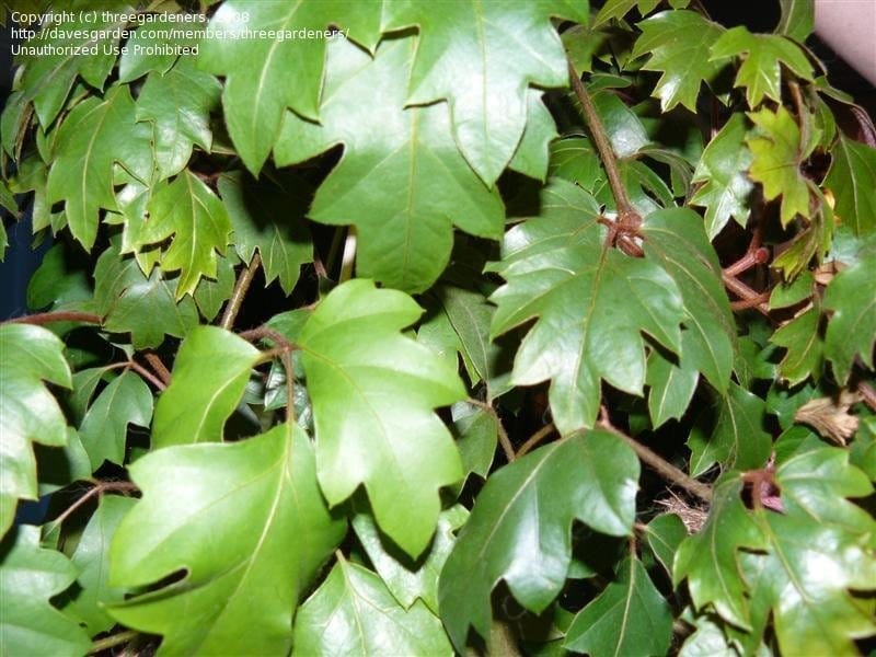 1) Grape Ivy 'Oak Leaf' - Urban Sprouts