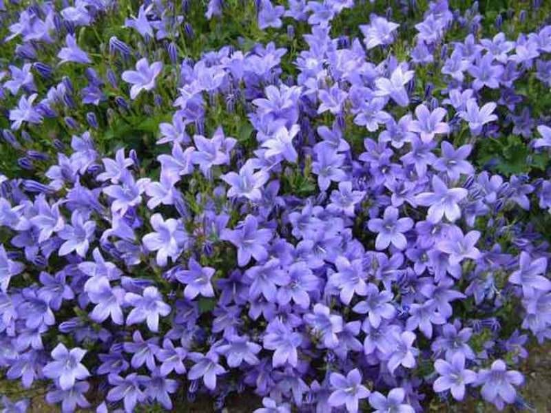 1-Pint White and Cream Periwinkle Plant-7599 - The Home Depot