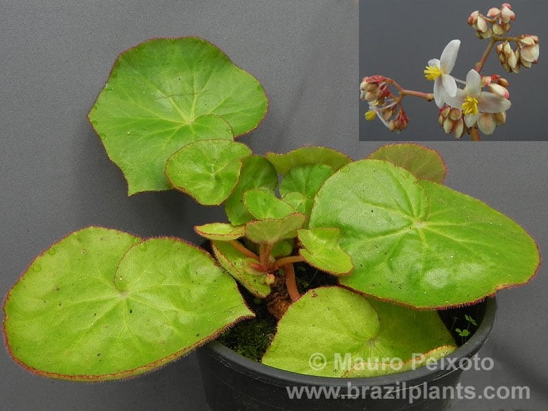 1) Saxifraga stolonoifera - Strawberry begon - Florafolia - Indoor Plants