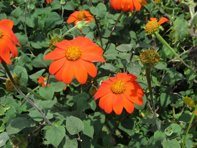 100 Orange Mexican Sunflower Seeds - Milkweed 4 Monarchs