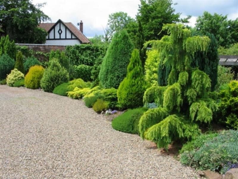 10 Conifer Garden Ideas, Most of the Amazing as well as Gorgeous - Conifers  garden, Evergreen landscape, Dwarf conifers