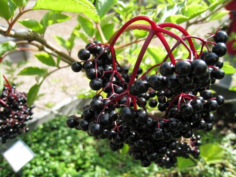 10 Cuttings 818 American Black Elderberry Bob - Etsy