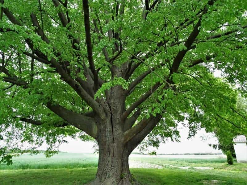 10 Famous Trees in History - HISTORY