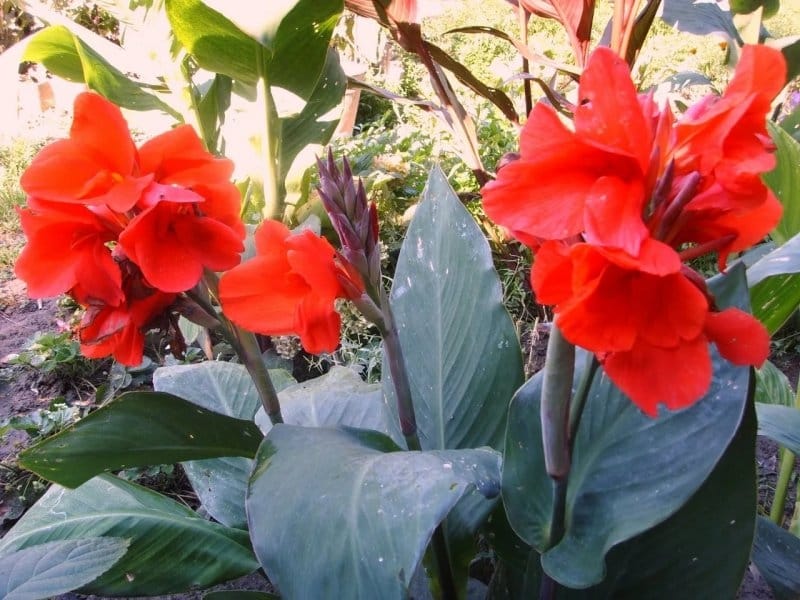 11 Canna lily landscaping ideas in 2021 - canna lily landscaping, canna lily,  tropical landscaping