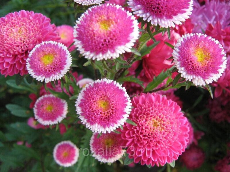 11 of the Best Perennial Asters for Late Summer Color - Gardener's Path