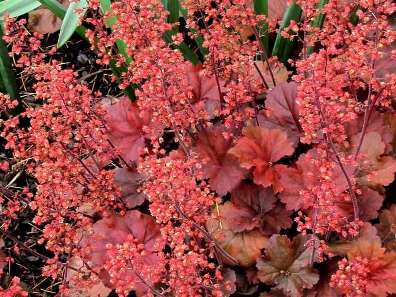 1200 Mixed Colors CORAL BELLS HEUCHERA Shade Flower Seeds - Etsy
