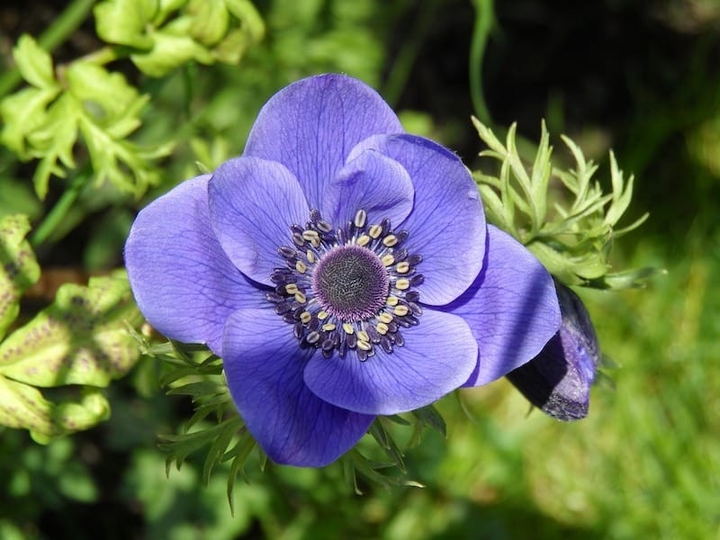 12 Long Stems of 'Real Touch' Artificial (Green) Anemone Flowers, Wedd –  FiveSeasonStuff