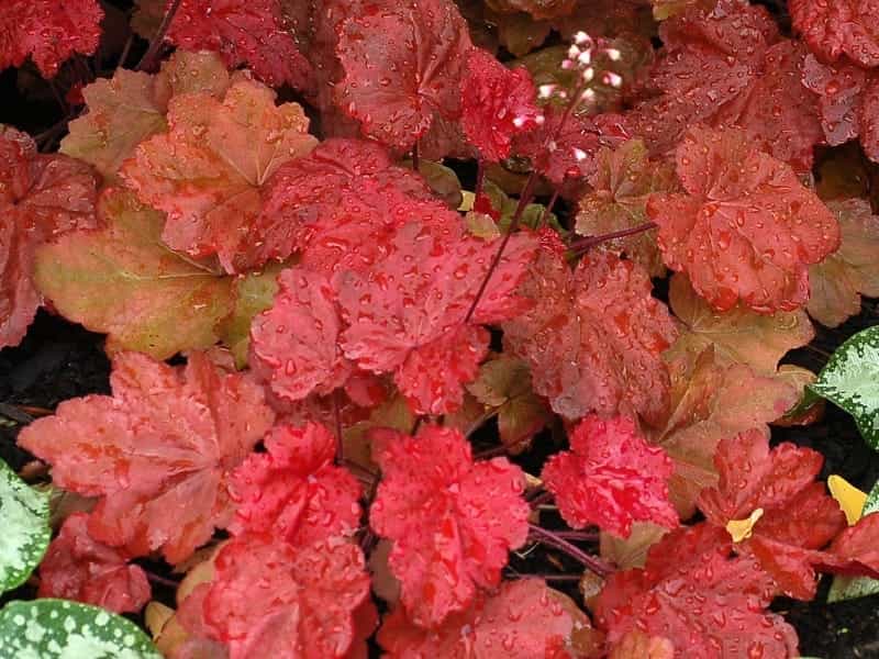 12 Mini Coral Bells! ideas - coral bells, heuchera, coral bells heuchera