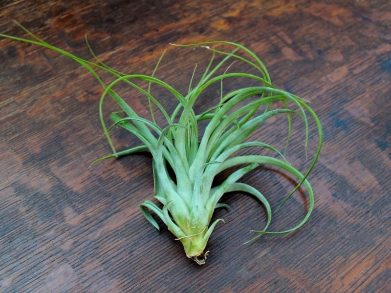 13 Air Plant Display Ideas That Look Fantastic