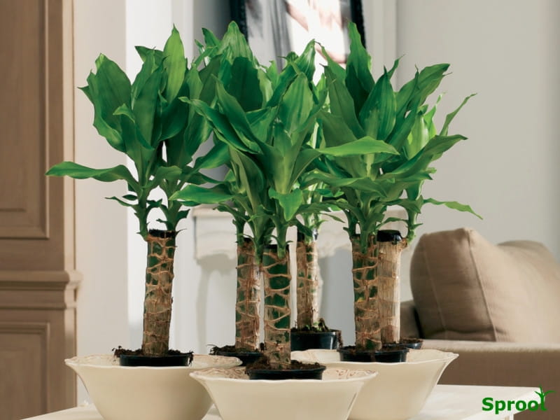 13 Types of Indoor Plants Beginners Won't Have A Difficult Time Keeping  Alive - Klook Travel BlogKlook Travel