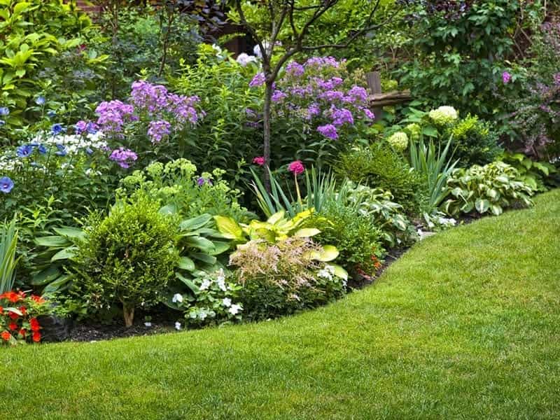 14 Best Edging Plants - Plants for Walkway Borders