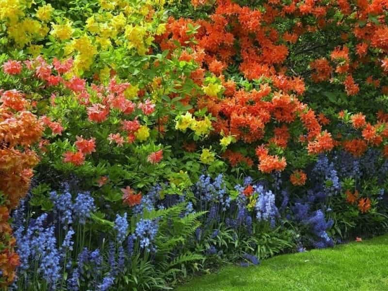 14 Shrubs for Shade Gardens - Better Homes  Gardens