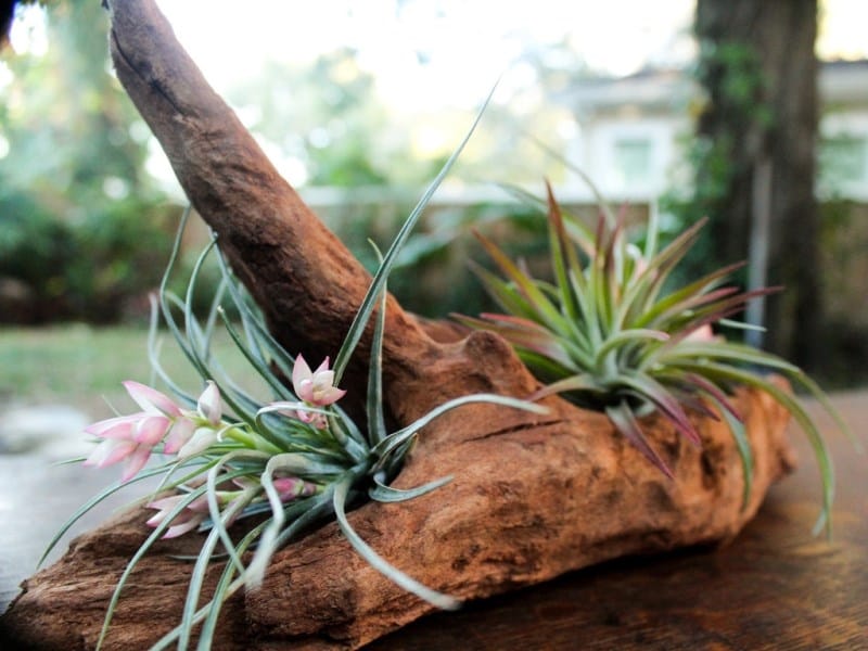 14 Ways to Display Air Plants - Displays, Mounting, Glueing and Ideas for  Tillandsias — marianne annereau Perth Australia