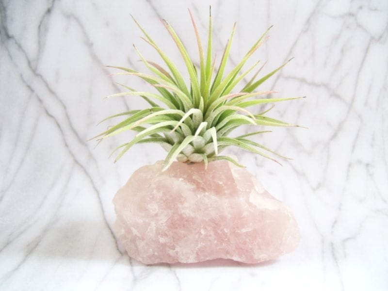 15 Creative DIY Air Plant Holder Ideas - The Handyman's Daughter