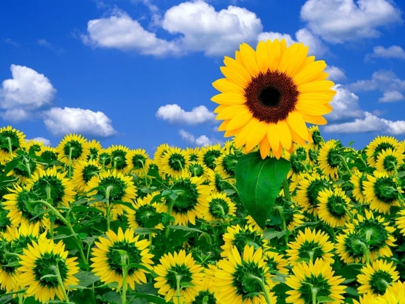 15 Different Types of Sunflowers - Sunflower Varieties To Plant
