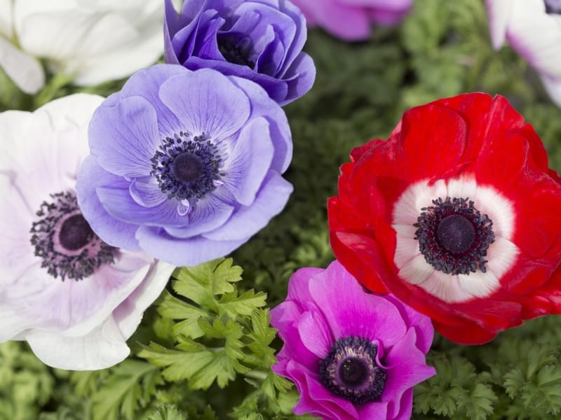 15 of the Best Anemone Varieties - Gardener's Path