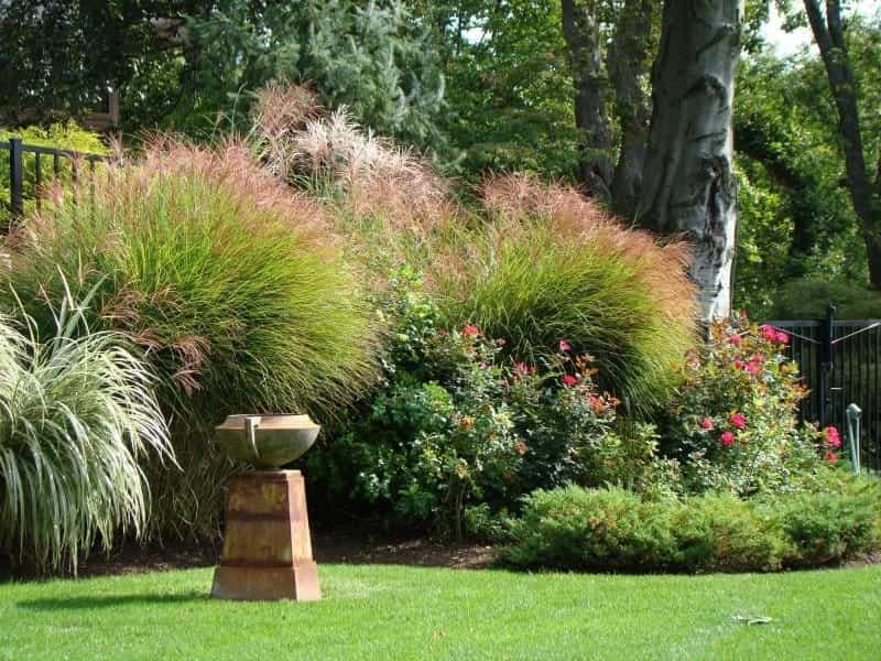 17 Beautiful Perennial Grasses for Impressive and Vibrant Ornamental  Gardening