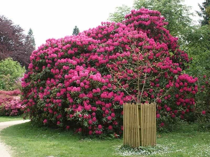 17 Most Beautiful Flowering Shrubs - Amazing Bushes for a Colorful Garden