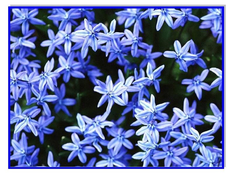 18g Baby Blue Star Flower Blossom Floral Arrangements Dried - Etsy