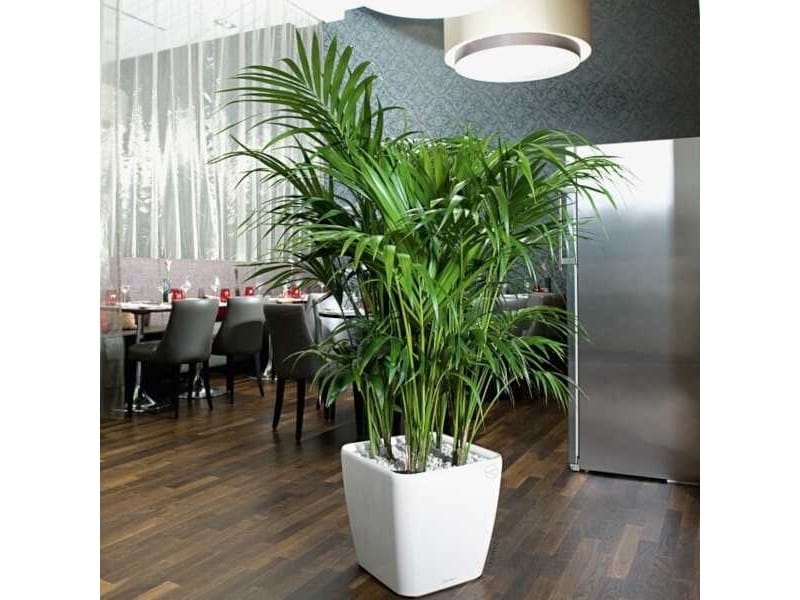 20 Best Tall Indoor Plants - Best Indoor Trees For Your Home