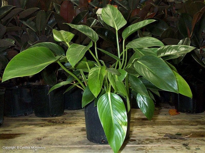 20cm Philodendron Micans - House Plant - 12cm Pot - 20cm Height