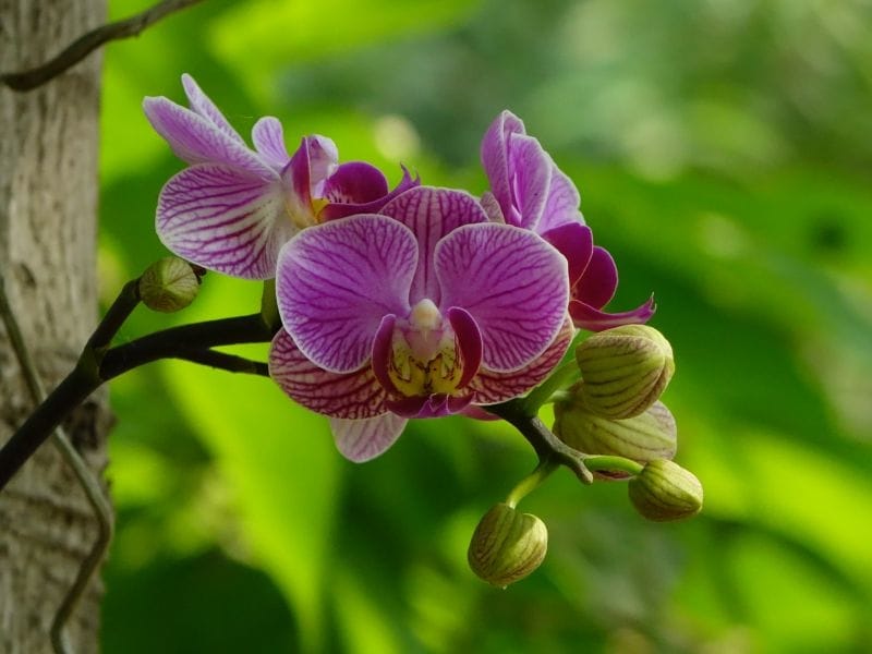 22 Different Types of Orchids - Garden Additions  Houseplants
