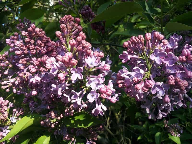 23 of the Best Lilac Varieties - Gardener's Path