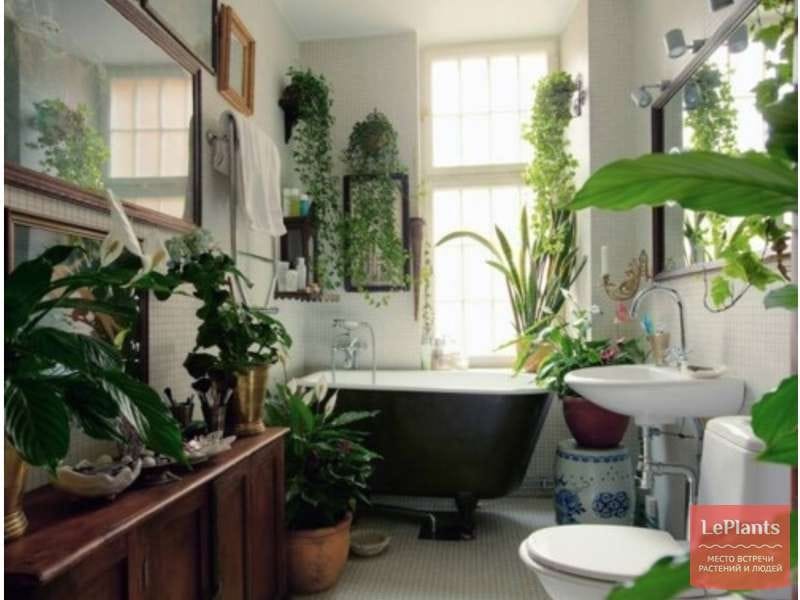 24 Best Bathroom Plants - High Humidity Plants