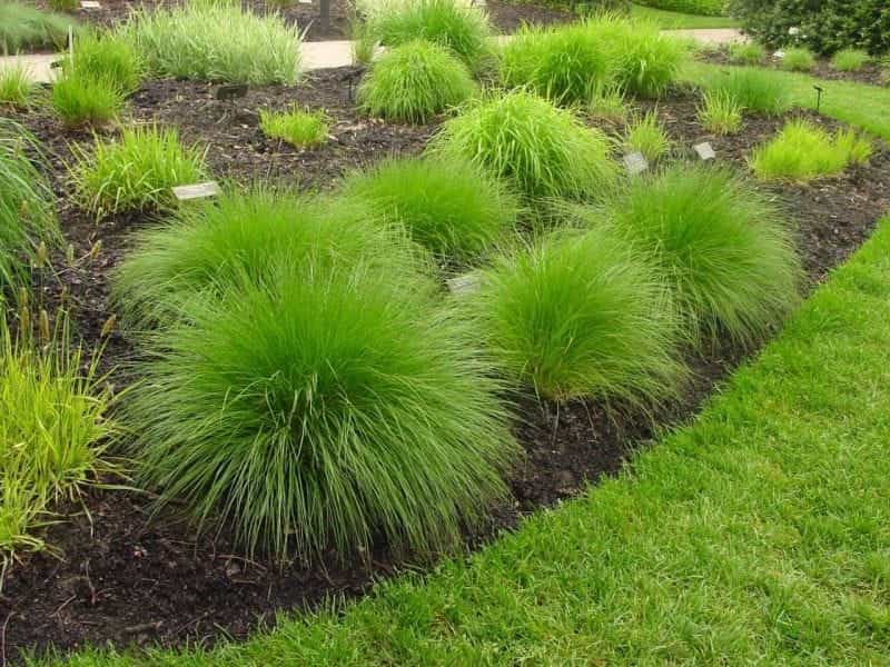 24 Best Ornamental Grasses