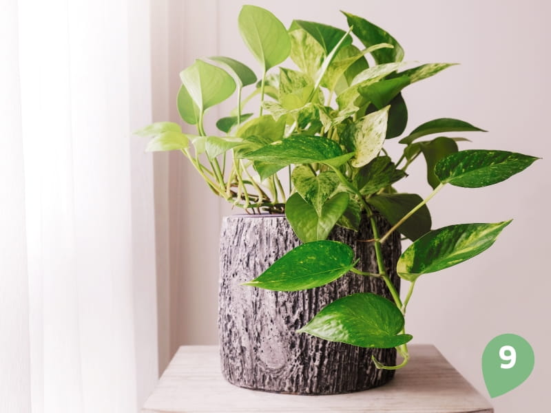 25 Best Indoor Plants - Easy Indoor Gardening Ideas