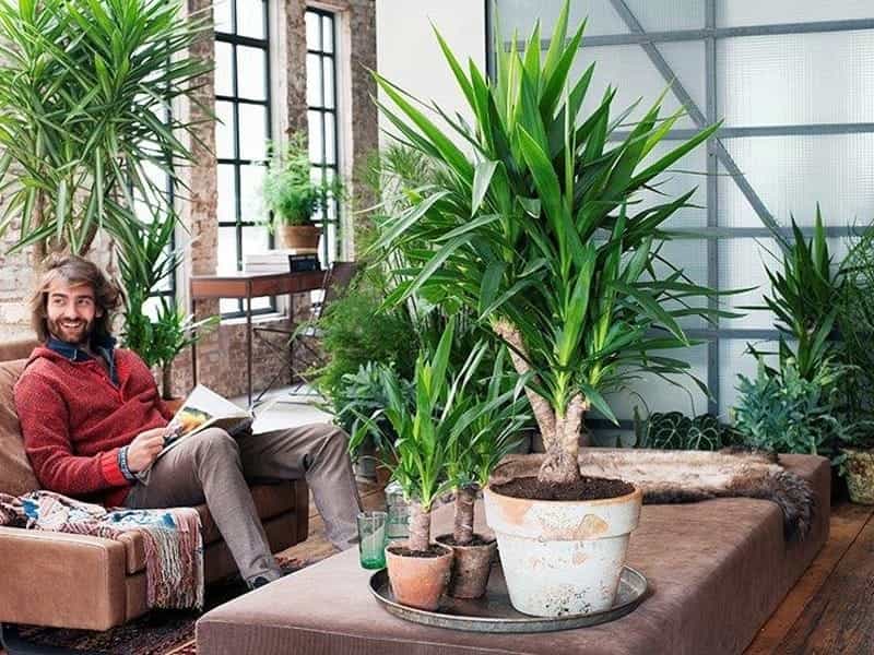 26 Best Indoor Plants for Your Home