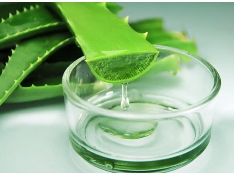 29,155 Aloe Vera Plant Photos - Free  Royalty-Free Stock Photos from  Dreamstime