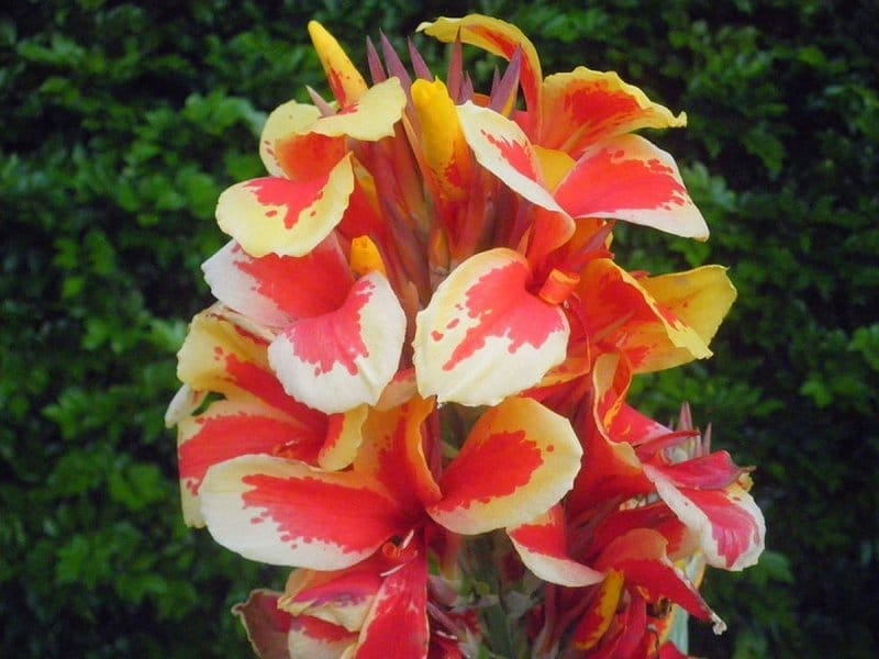 2 Red Bloom Green Leaves Foliage Canna Lily Live Plant - eBay