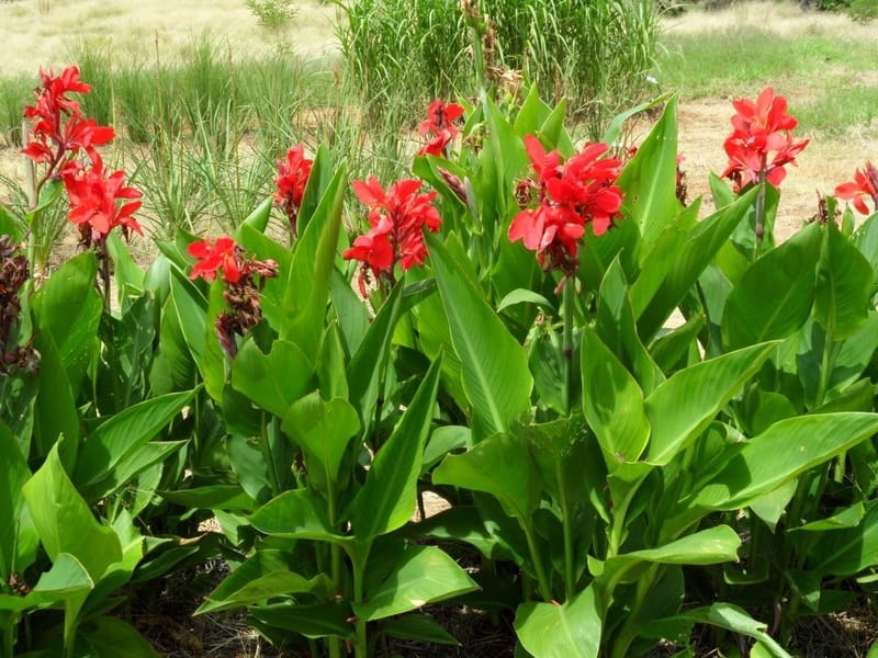 2pcs Canna Bulbs Canna Lily Bulb - Tropical White, Canna Flower, White and  White Canna, Suitable for Home Planting. Decorative Garden : Amazon.ca:  Patio, Lawn  Garden