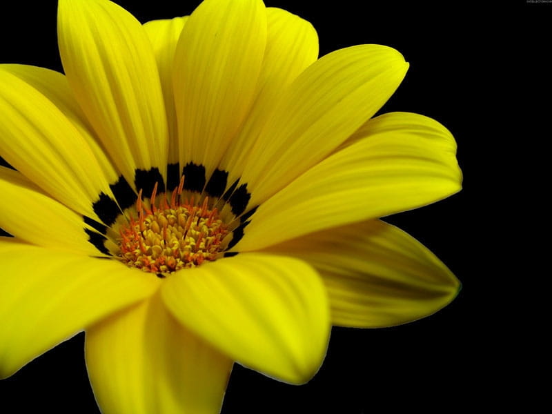 33 Types of Yellow Flowers - ProFlowers Blog