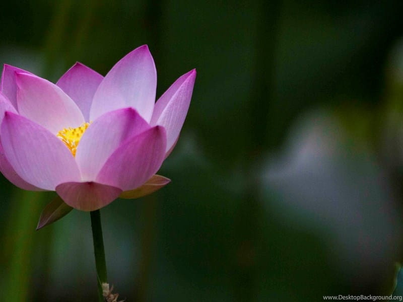 37+ Different Types of Lotus Flowers (with Photos) – Upgraded Home