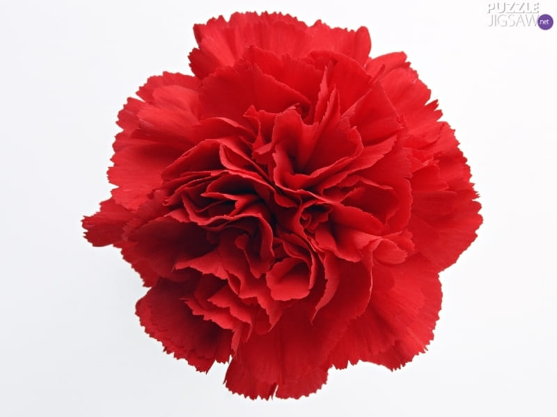 3 Reasons to love carnations - Blooms By The Box