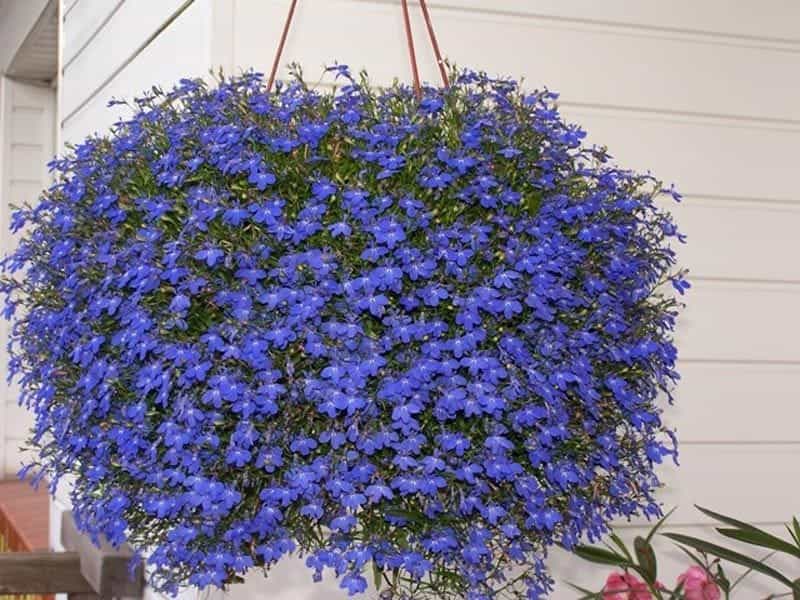 41 Types of Blue Flowers - ProFlowers Blog