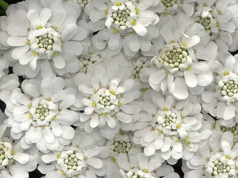 48 Types of White Flowers - ProFlowers Blog