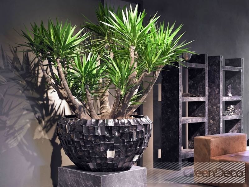 52 Best Indoor Plants to Liven Up Your Space in 2021 - Glamour