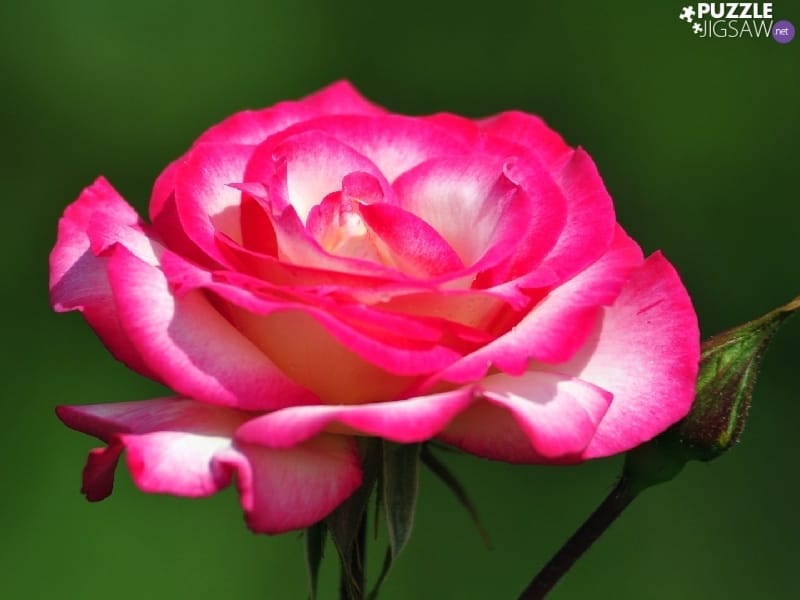 534,341 Roses Photos - Free  Royalty-Free Stock Photos from Dreamstime