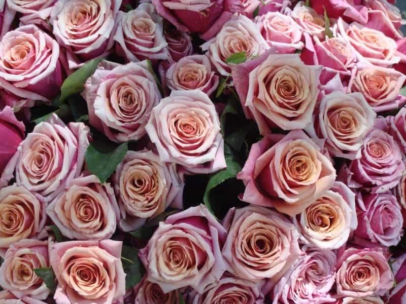 55 Pink ideas - beautiful roses, beautiful flowers, rose
