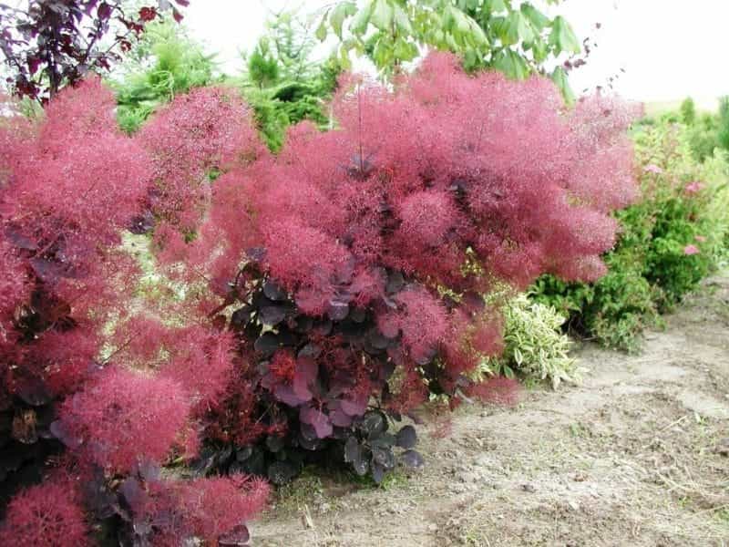 5 Gorgeous Flowering Shrubs to Plant This Fall that Will Thrive in the  Springtime — Best Flowers to Plant in Fall