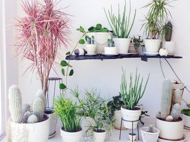 5 Ideas to display indoor plants - MADE.com