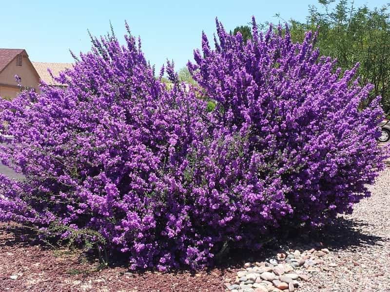 5 Low Maintenance Flowering Shrubs for your Cutting Garden