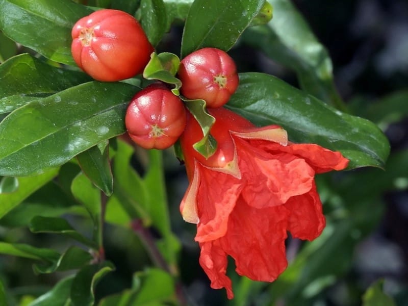 5 things you didn't know about pomegranates - Kew