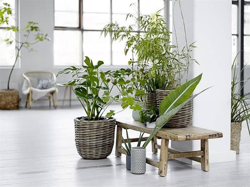 60+ Beautiful Indoor Plants Design in Your Interior Home - House plants  decor, Plant decor indoor, Easy house plants